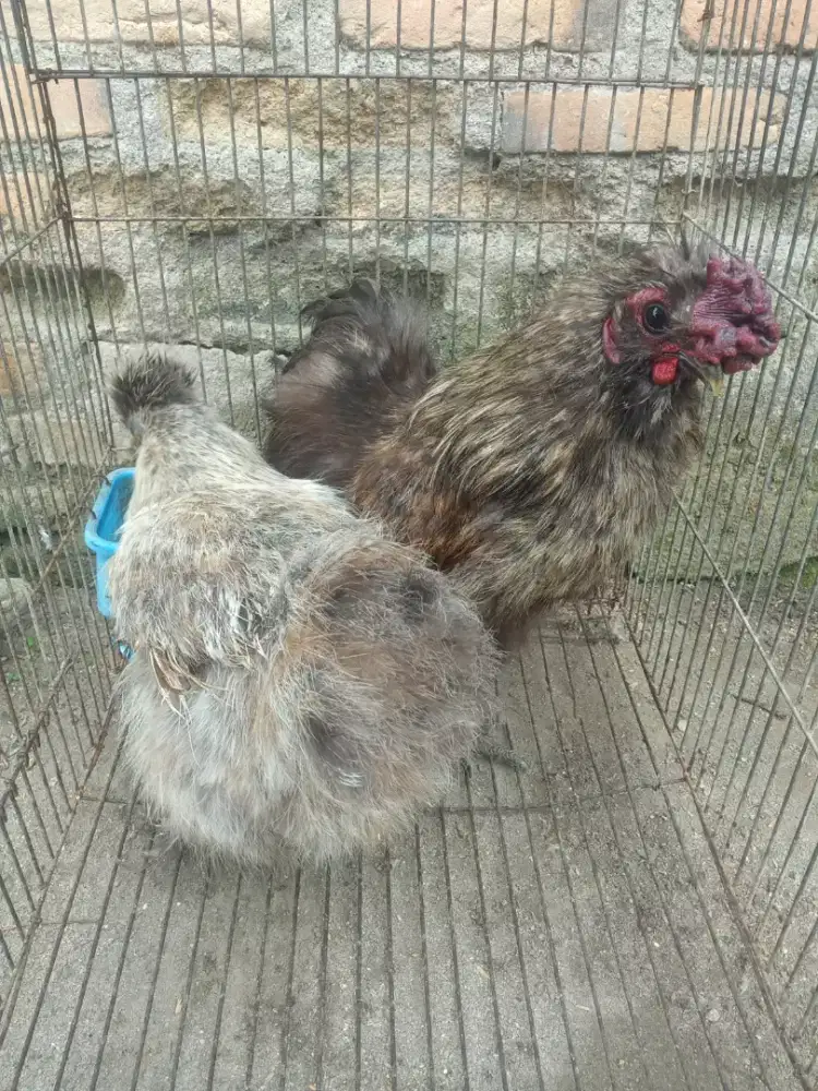 Sepasang ayam hias silki