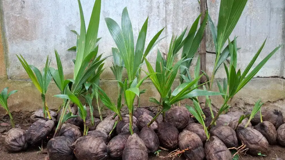 Batang Kelapa Pendek