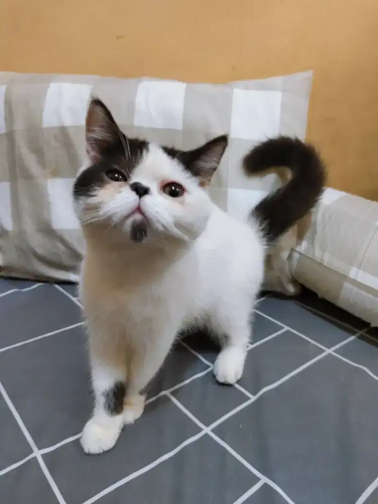 Kucing Persia peaknose jantan