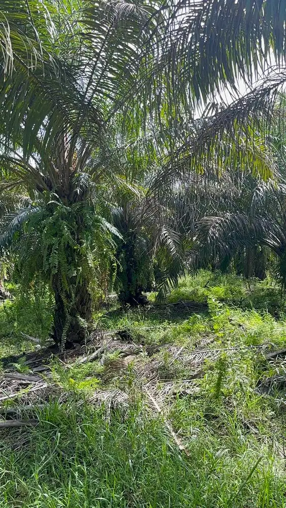 Dijual Kebun Sawit Luas 12 Hektar, Lokasi Langgam, Pelalawan, Riau