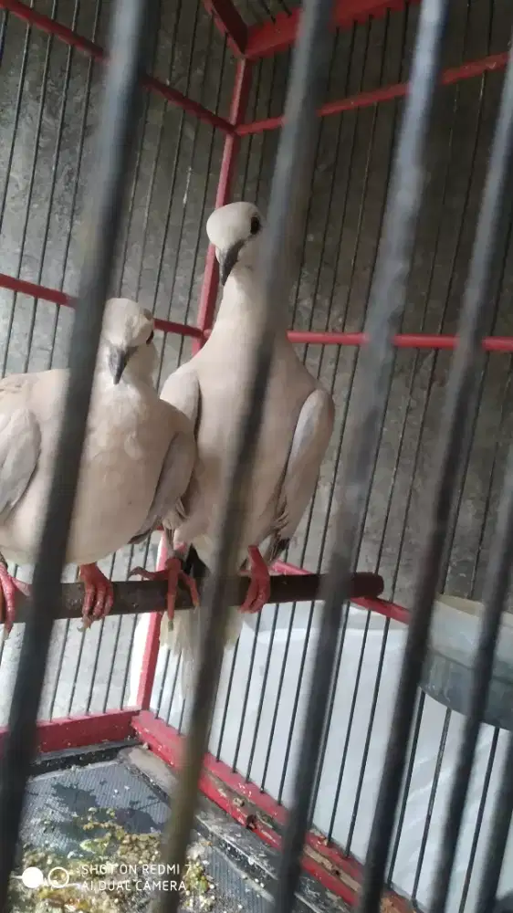 Puter pelung sepasang ring peternak