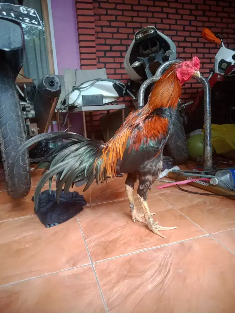 Ayam adu full caturangga udah win jos trah shamo Jepun xx mantapjos