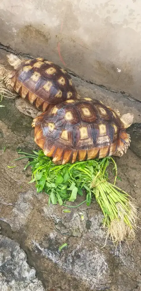 Kura kura sulcata jantan dan betina