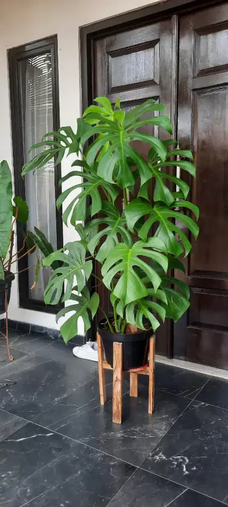 Monstera Deliciosa Dewasa