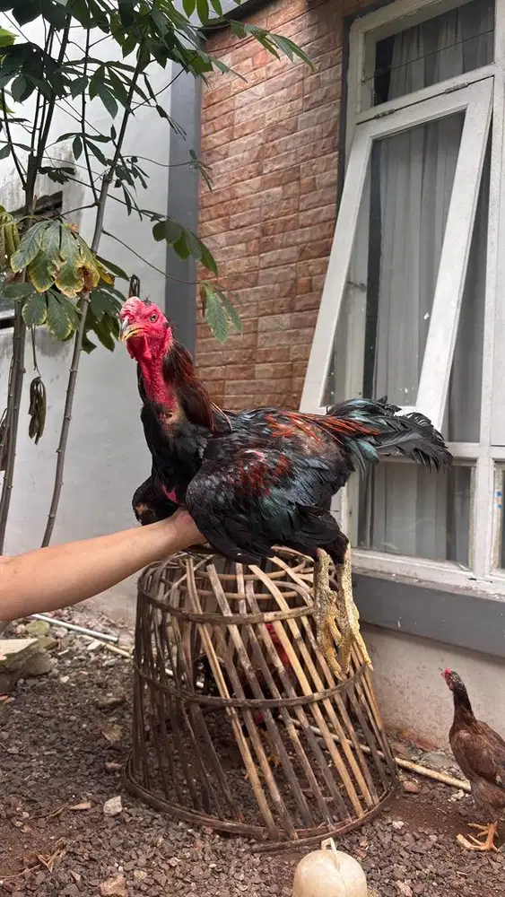 2 Ayam jago jenis bangkok