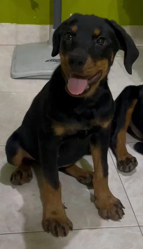 Puppy Rottweiller