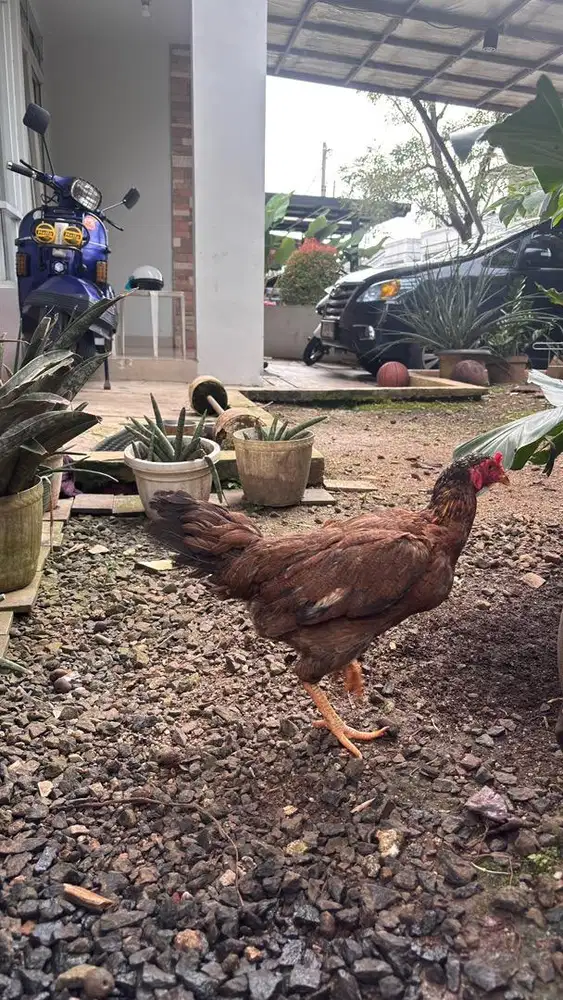 Ayam kampung betina