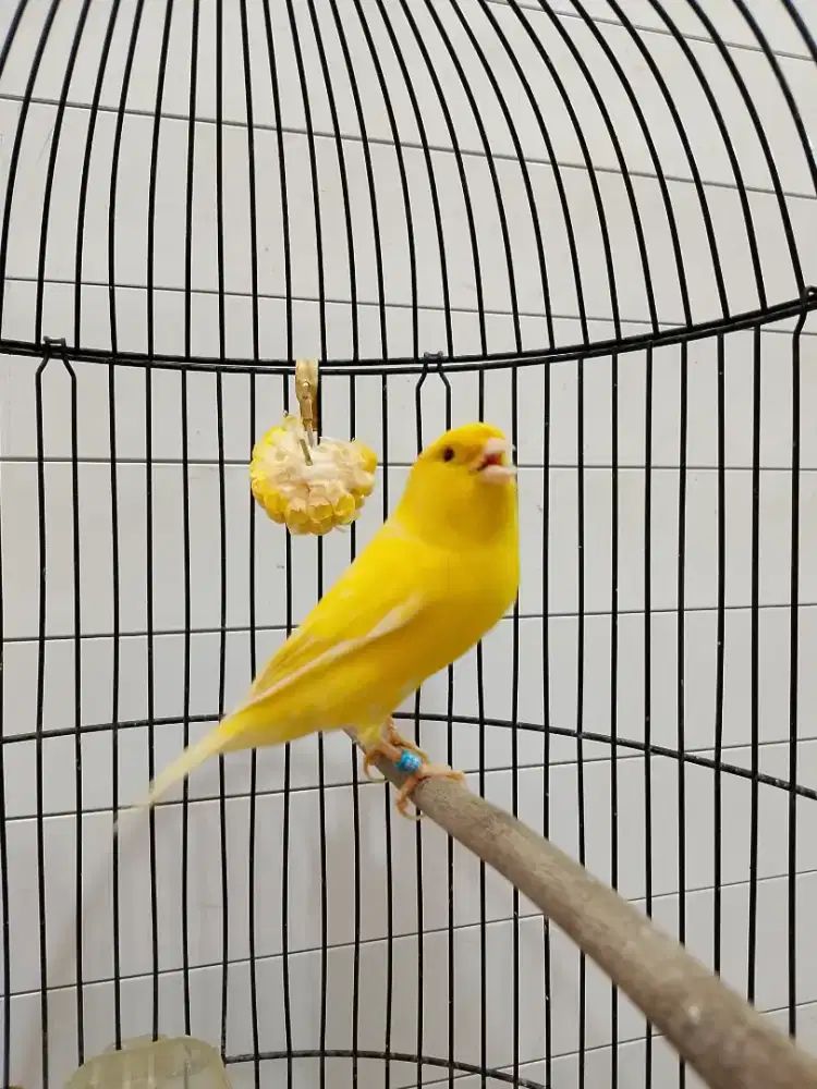 Kenari AF Ring Jantan