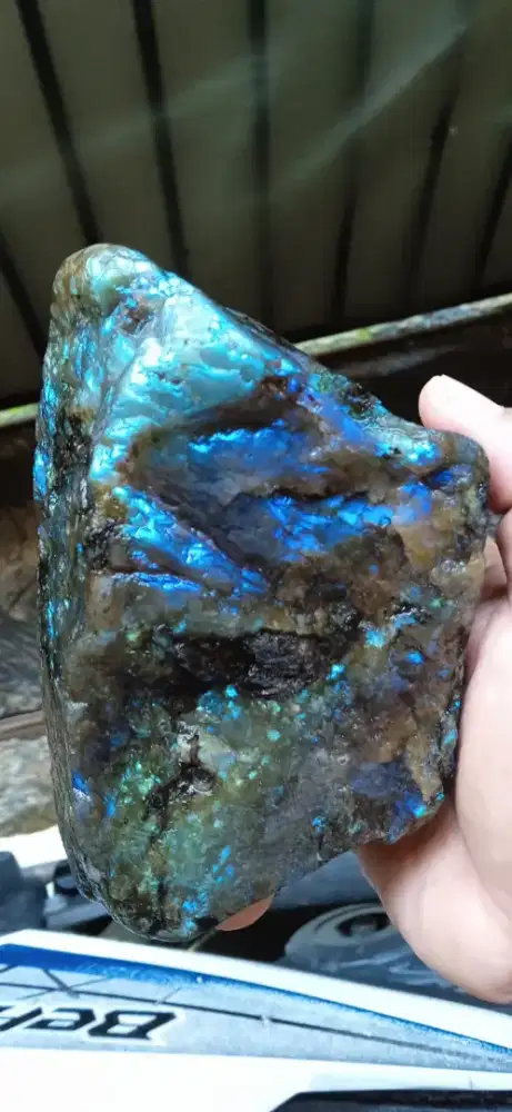 Bahan Labrador papua