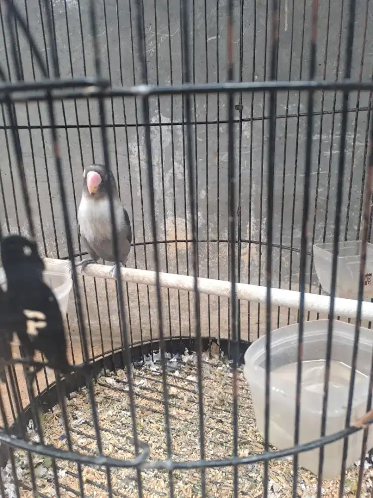 Love bird betmen jantan birahi gestang