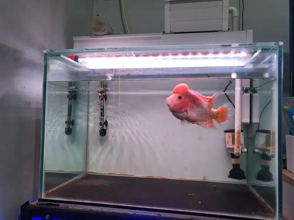 Ikan louhan + Aquarium