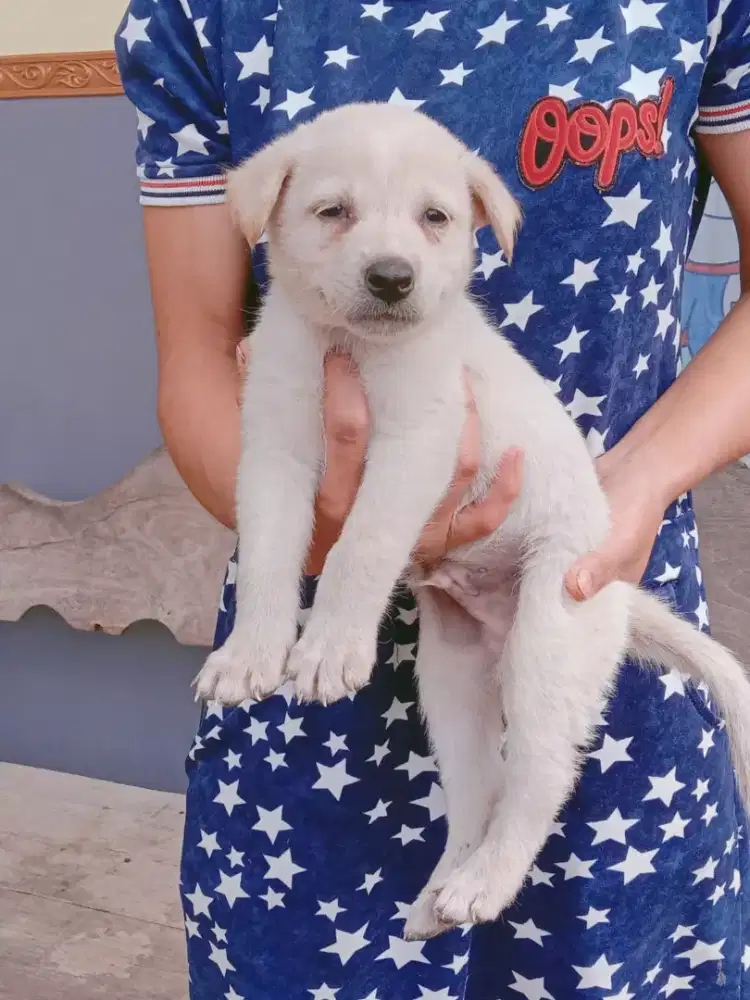 Kintamani umur 2 bln