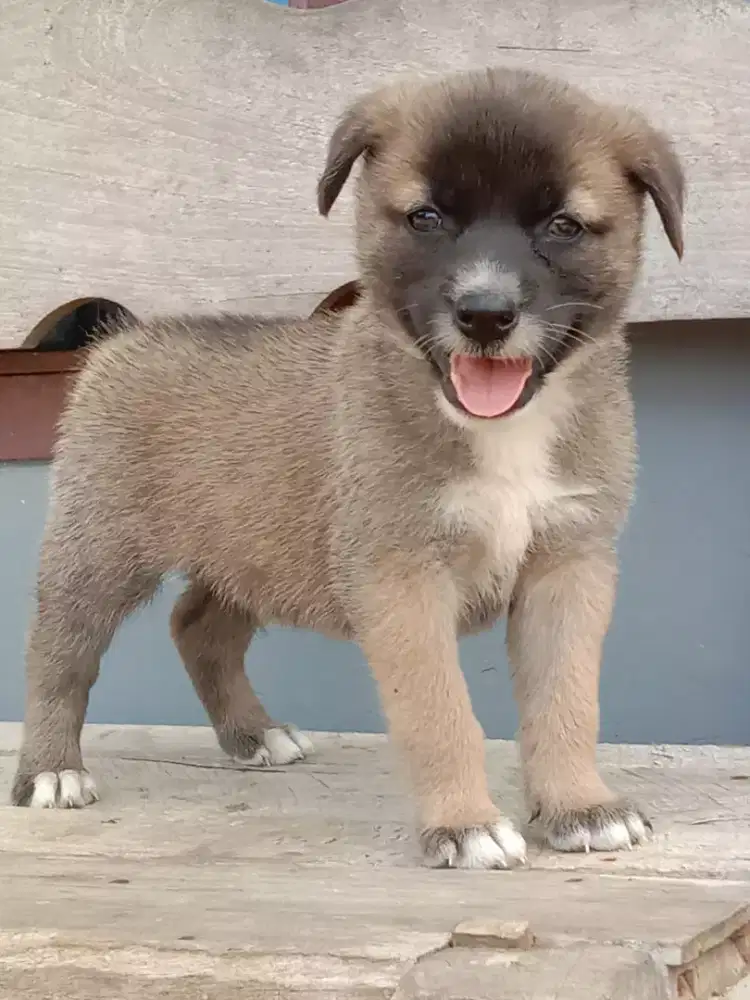 Mix herder jantan umur 2 bln