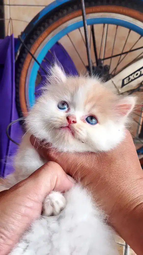 Kucing Persia Peaknose