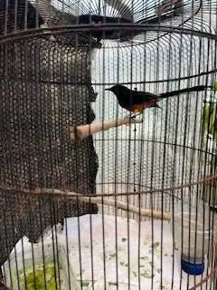 Murai jantan uda bunyi bulu rapi ada minus