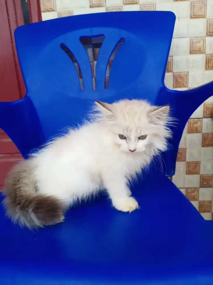 Kucing kitten persia