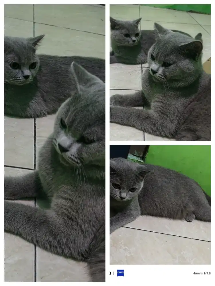 Kucing BSH British Shorthair