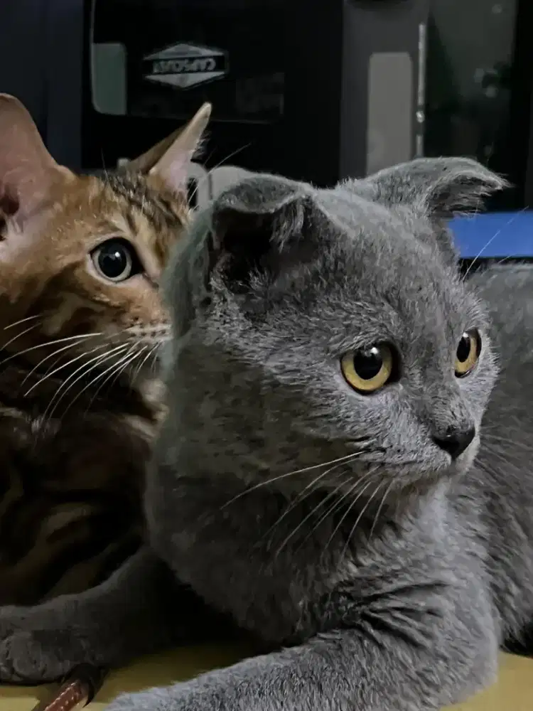 Kucing British Shorthair