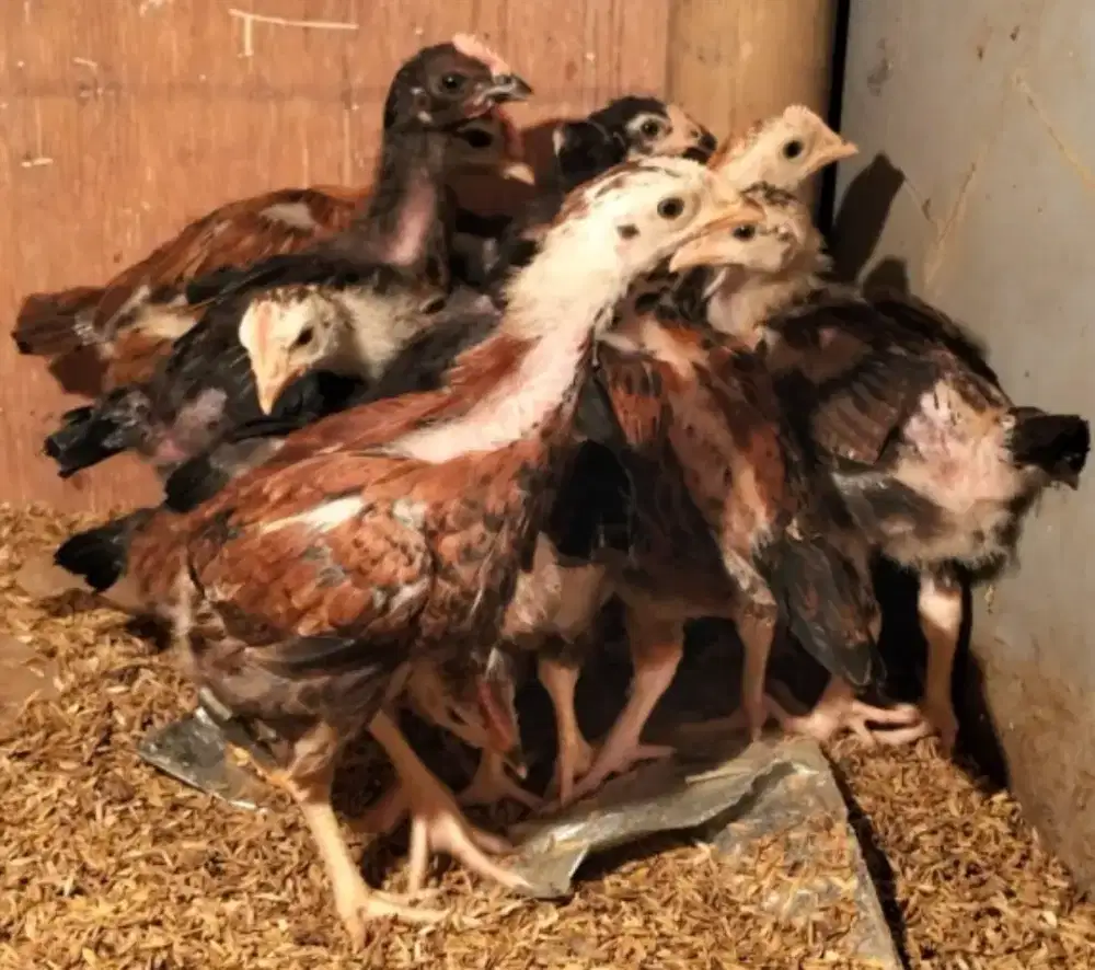 Ayam Pelung asli Cianjur