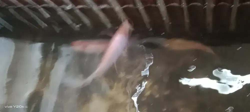 Sepasang ikan nila slayer compay