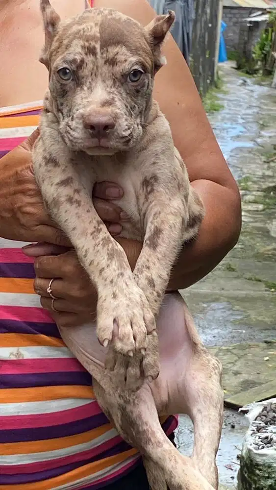 Pittbul merley jantan