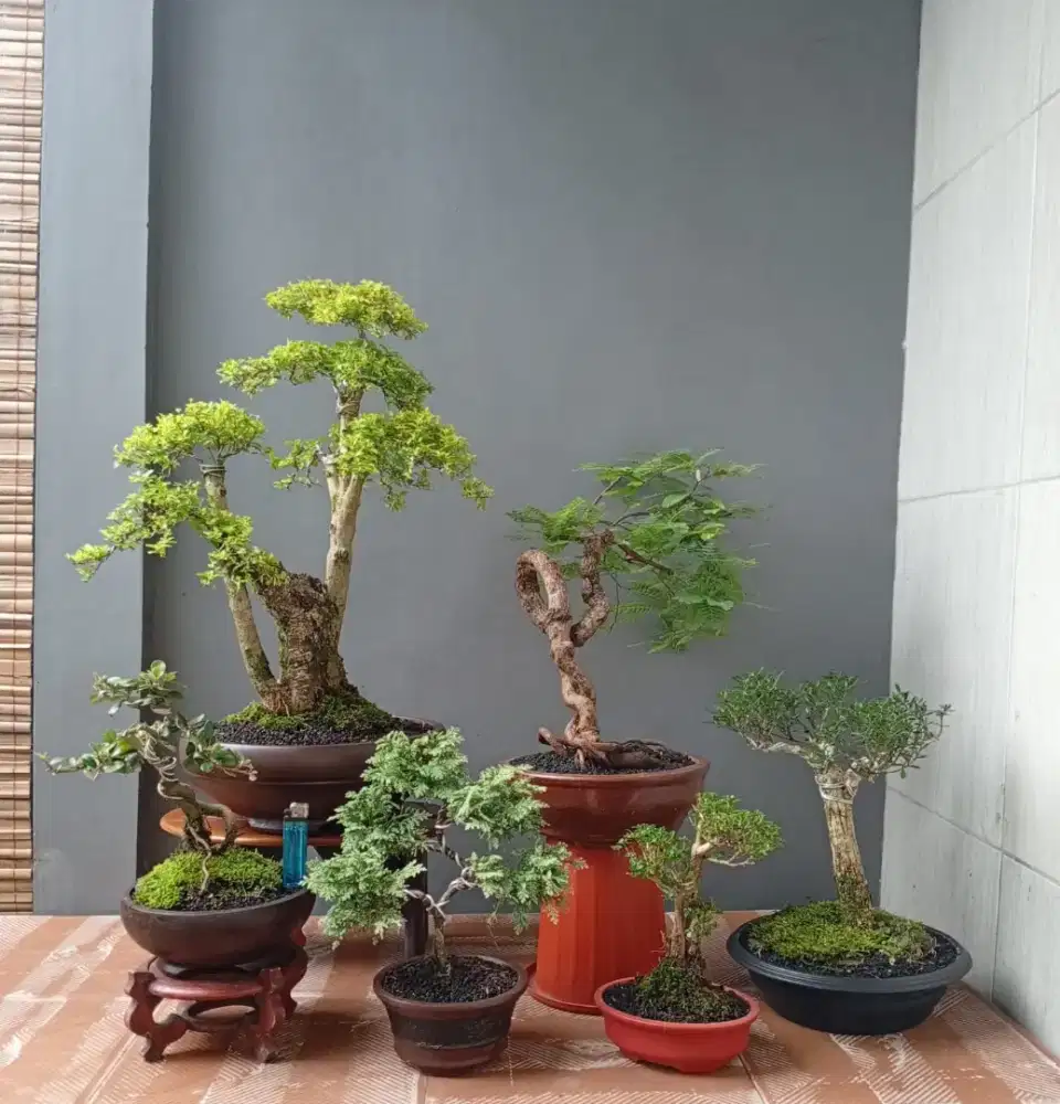Bonsai hias murah ada 6 pohon