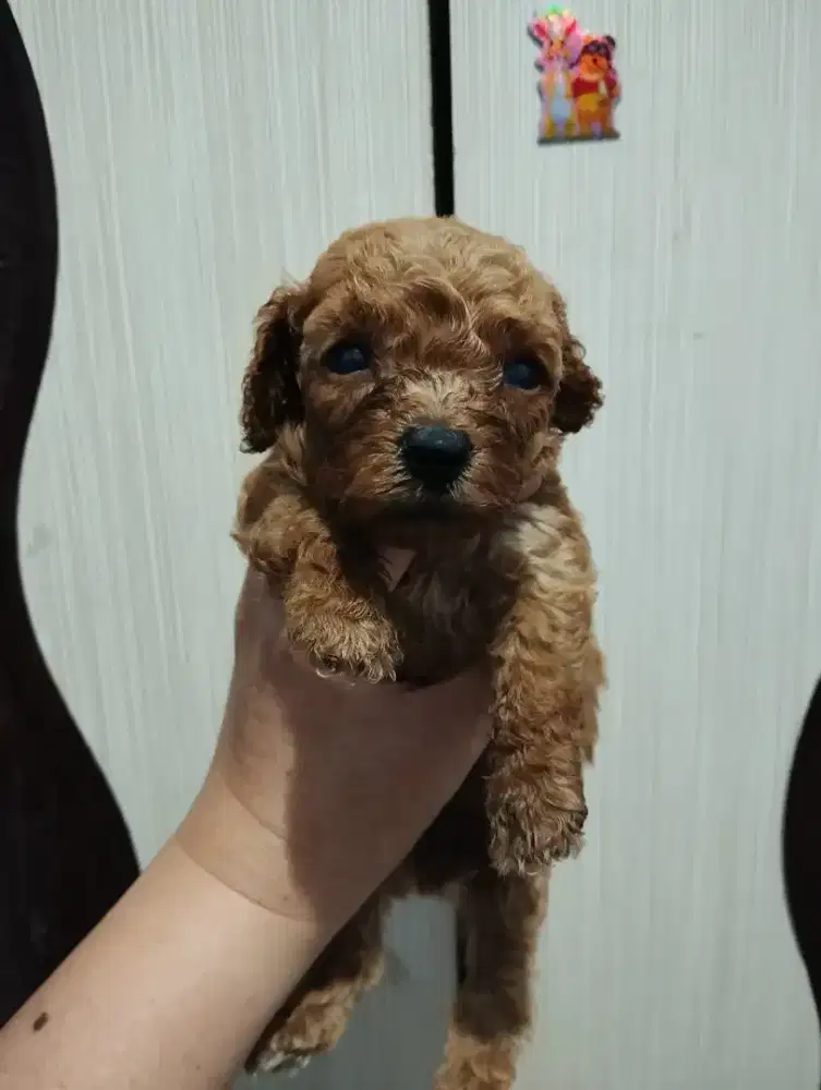 Jual anak anjing toy poodle