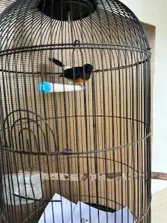 Burung Murai MH pastol burja