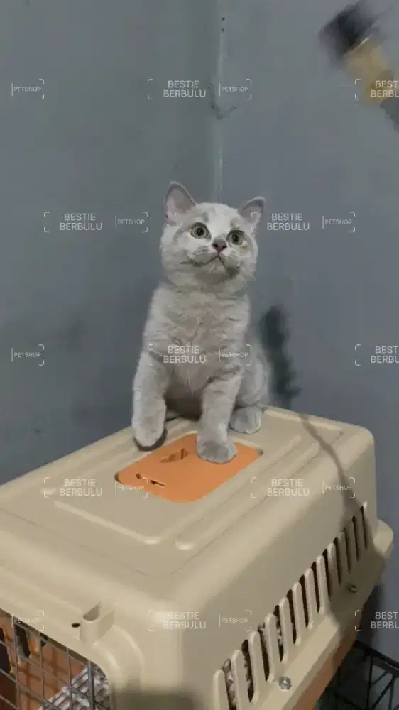 Kitten BSH Fawn Solid. Betina