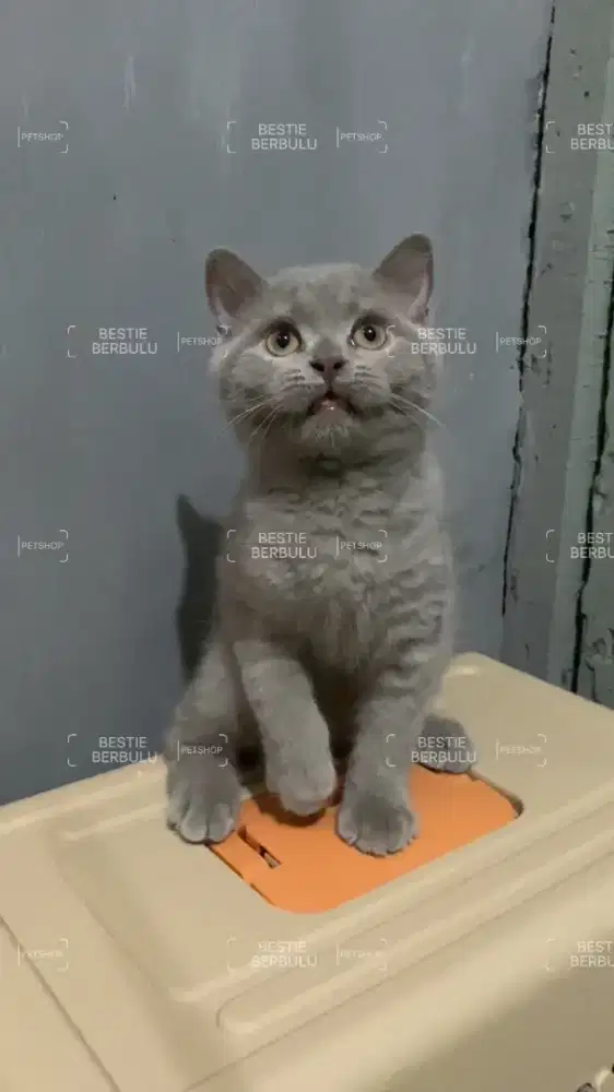 Kitten BSH Lilac Solid. Jantan