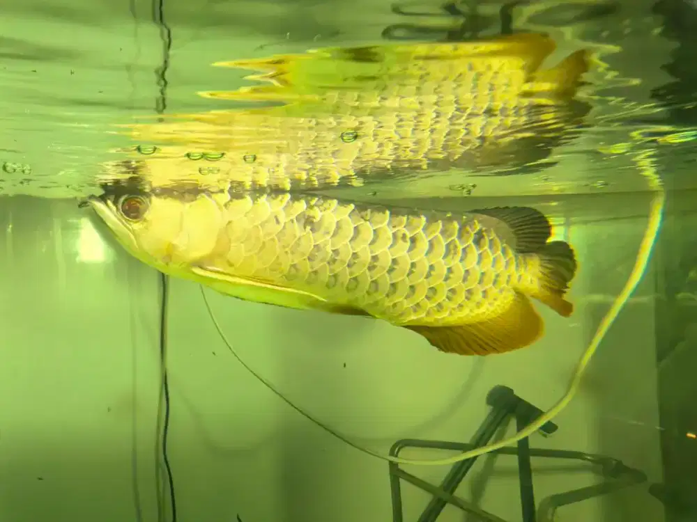 Jual Arwana Golden Sehat, Aktif, Sisik Rapi. Siap Koleksi