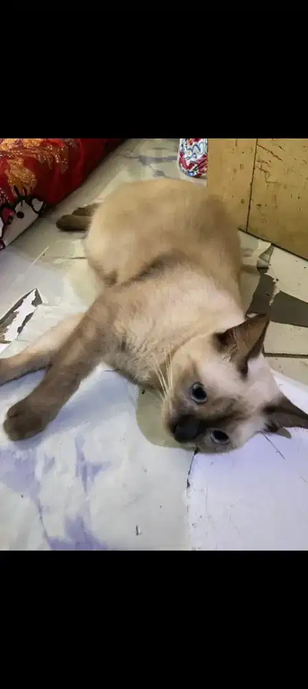 Indukan Himalaya dengan 5 ekor anak nya