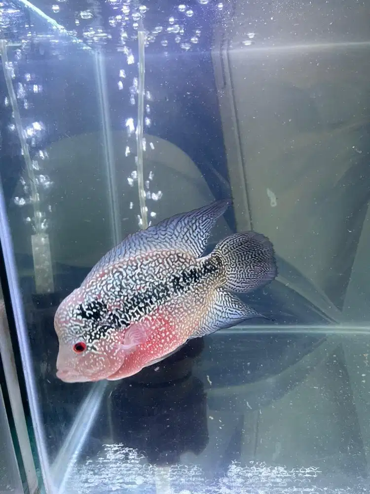 Louhan cencu ukuran 17cm