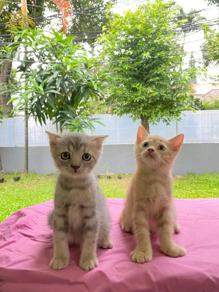 Scottish fold +straight jantan semua usia 3bulan