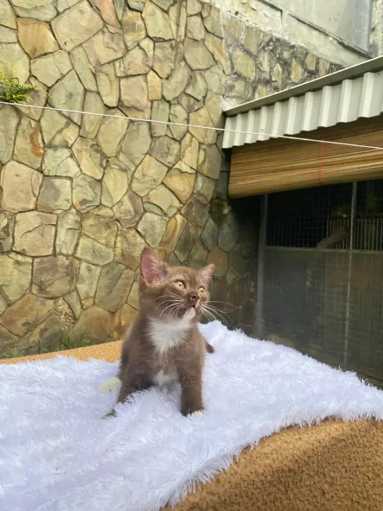 bsh pure bico cinamon jantan usia 3bulan