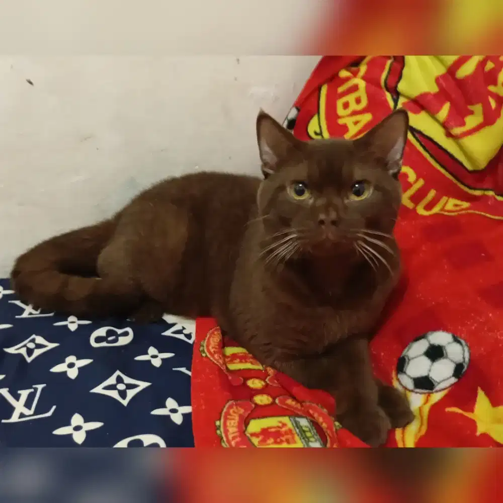 Bsh pure choco solid jantan usia 1tahun jago kawin