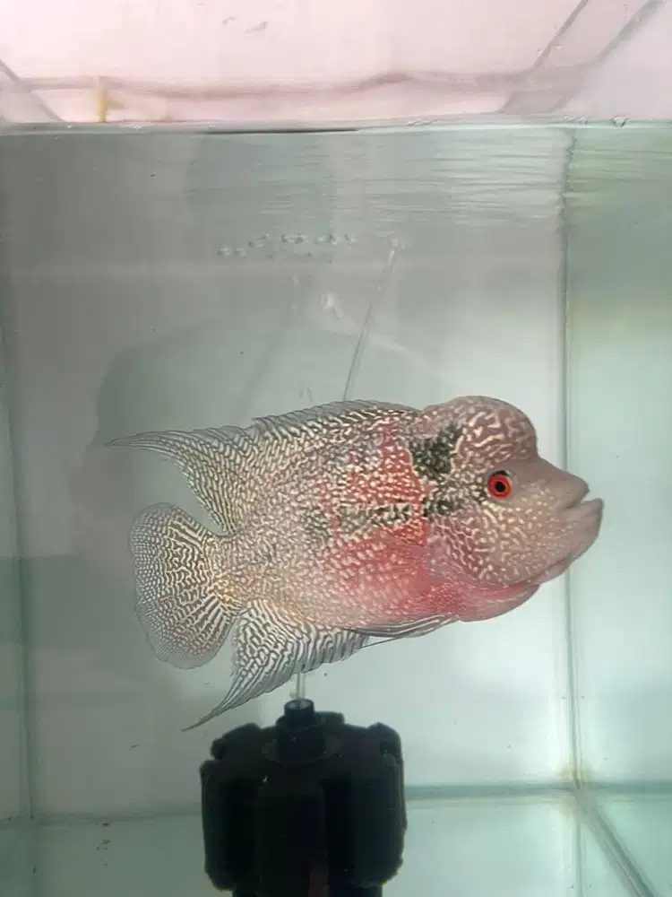 Louhan cencu ukuran 15cm