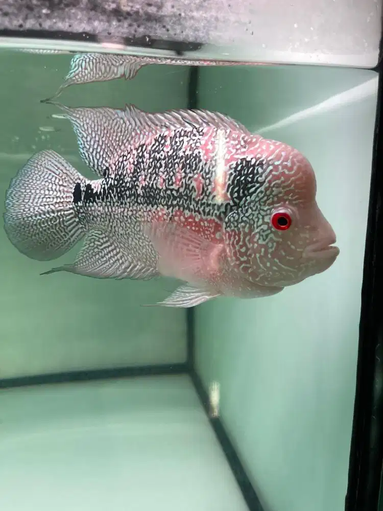 Lougan cencu marking kereta