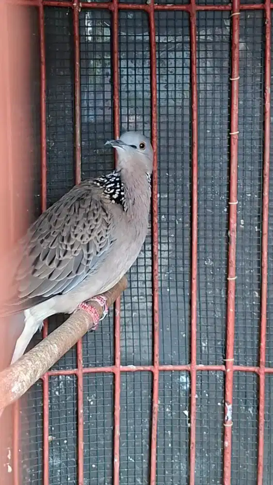 Tekukur/derkuku betina kuk 3 kadang 4