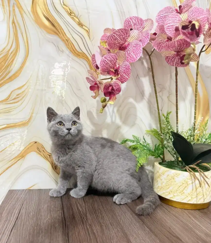 Kucing British shorthair