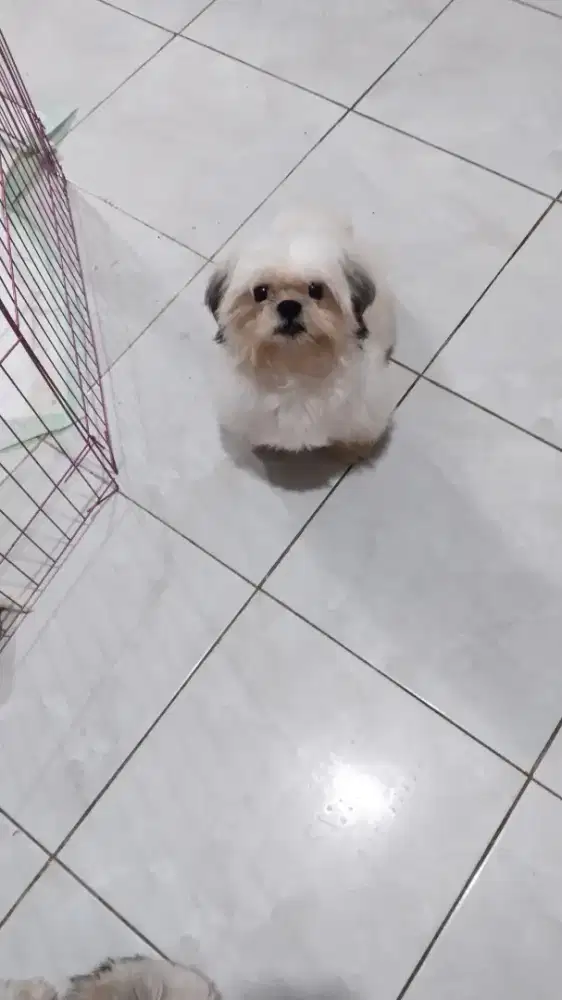 Shih Tzu Jantan 1 thnn
