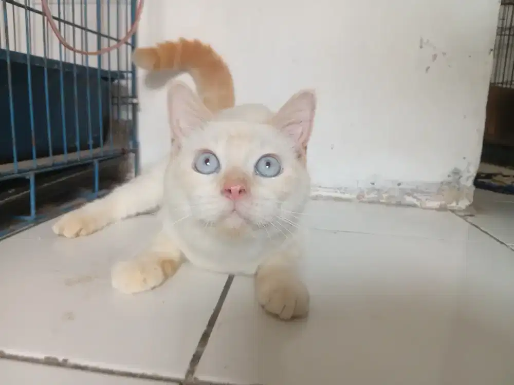 Bsh pure warna red point jantan usia 1tahun