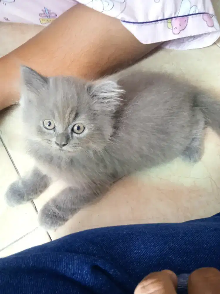 Di jual kucing Kitten betina Bsh campur Persia