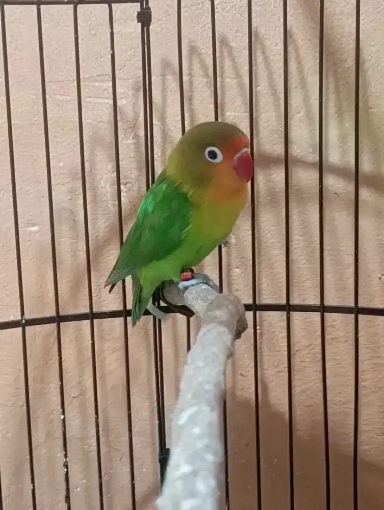 Burung Lovebird pake ring