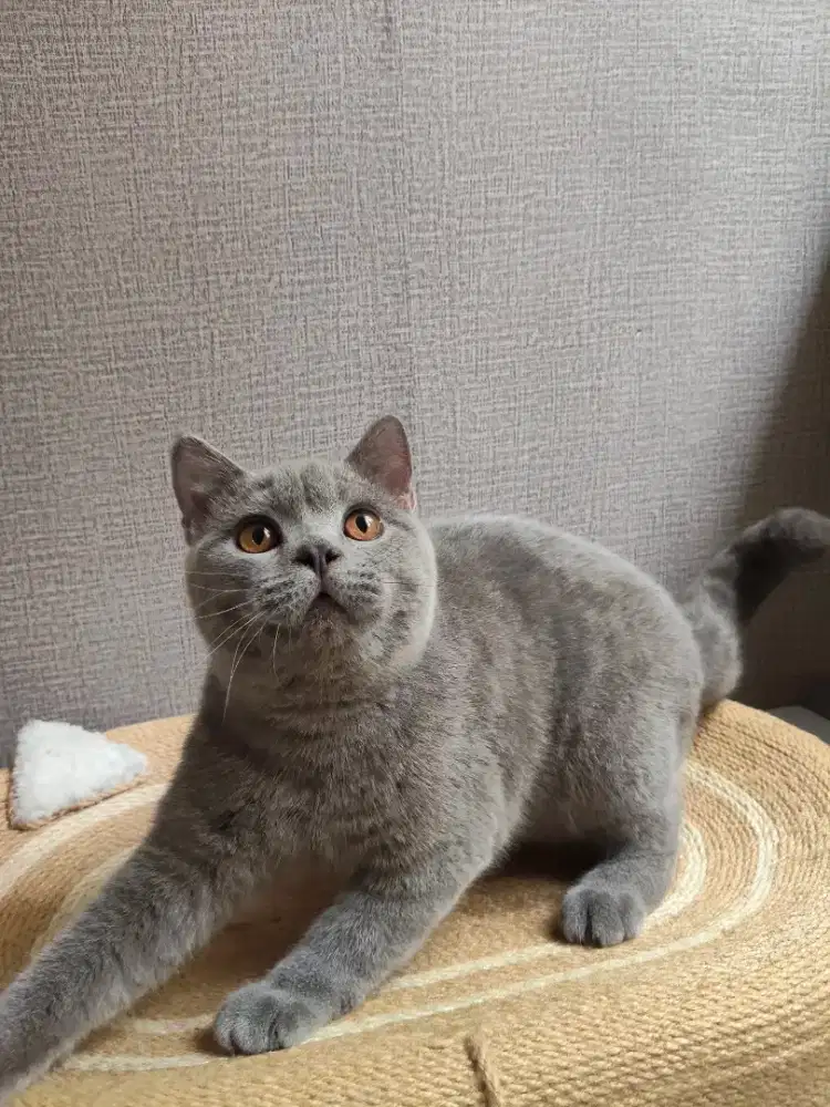 Open Adopsi BSH Gembul