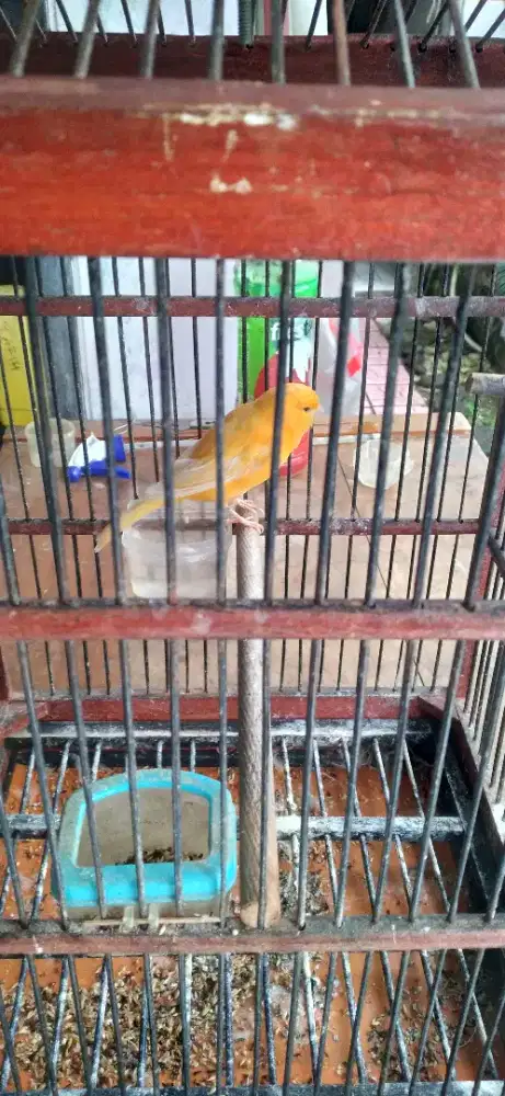Burung Kenari Betina