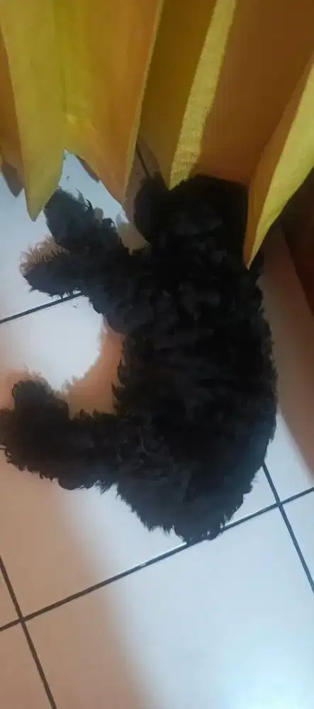 Pupies Toy Poodle