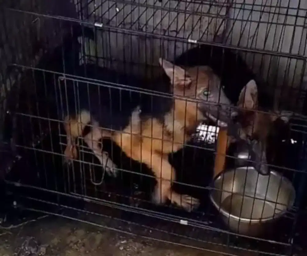 Anjing Herder Betina