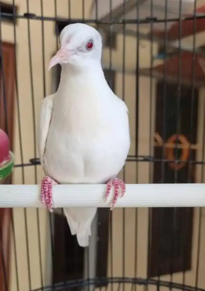 Perkutut Putih Kapas Mata Merah