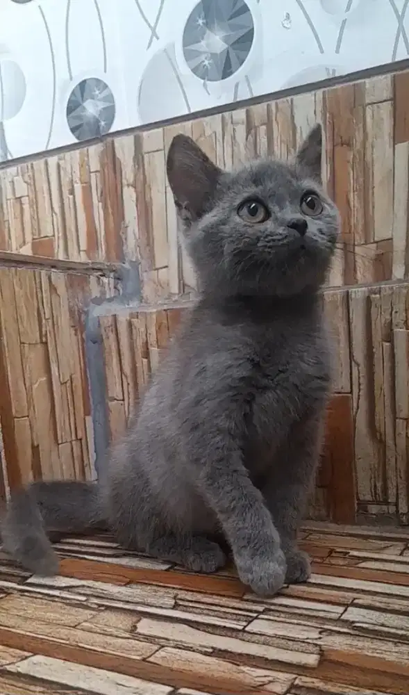 Kitten British shorthair